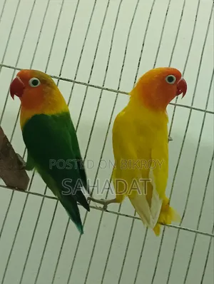 Love Bird Fisher Pair