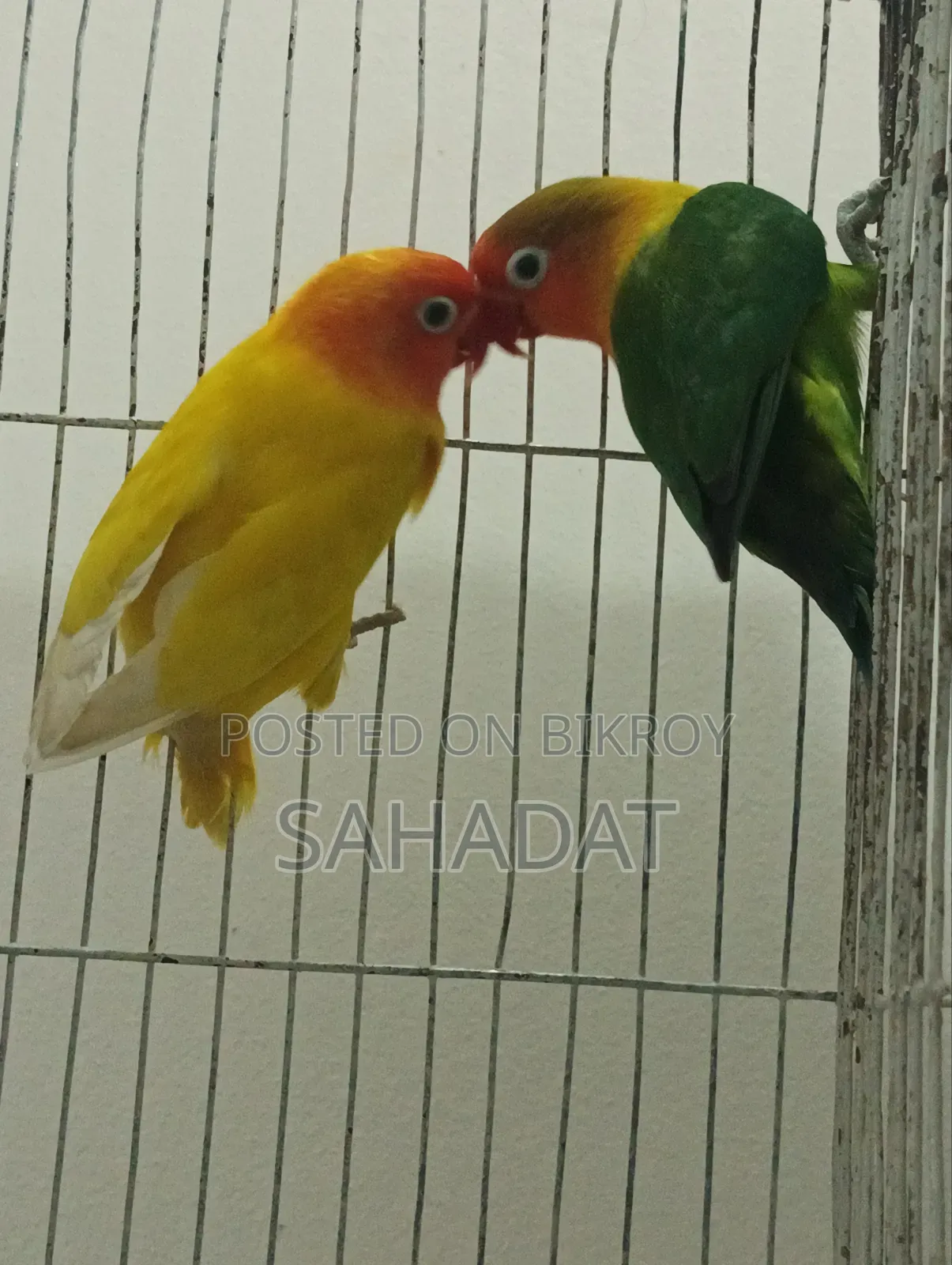 Love Bird Fisher Pair