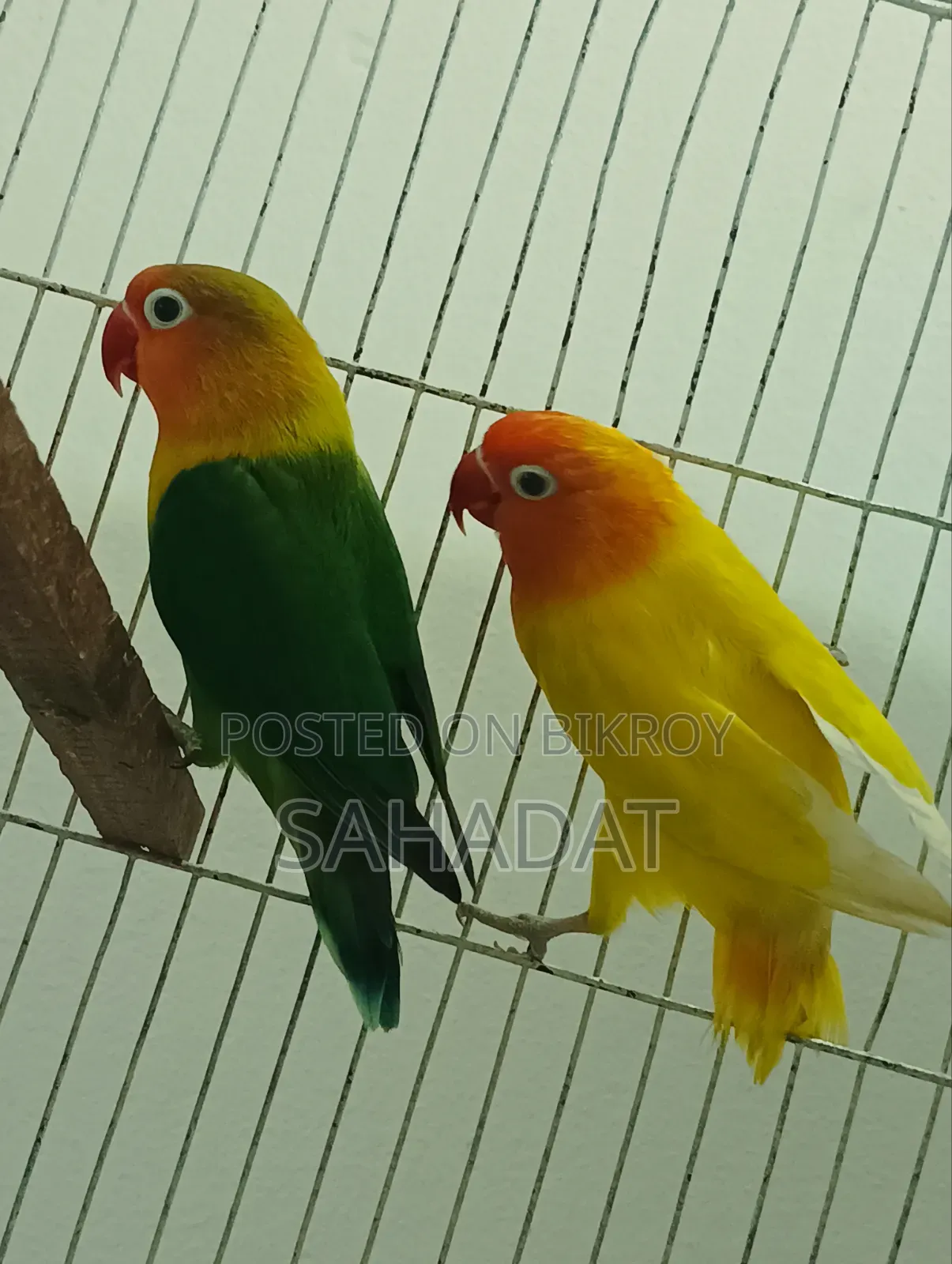 Love Bird Fisher Pair