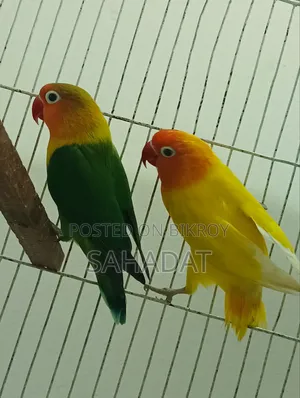 Love Bird Fisher Pair
