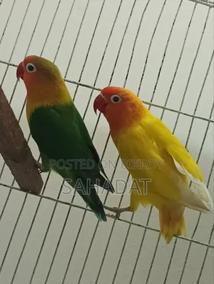 Love Bird Fisher Pair