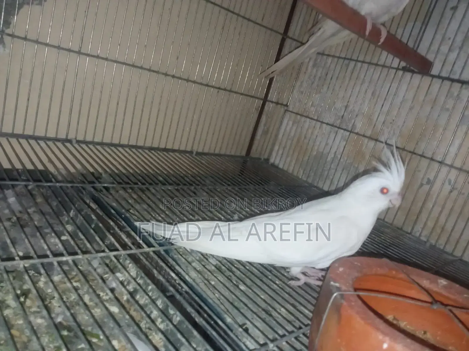 1 Pair Albino Cockatiel (Running)