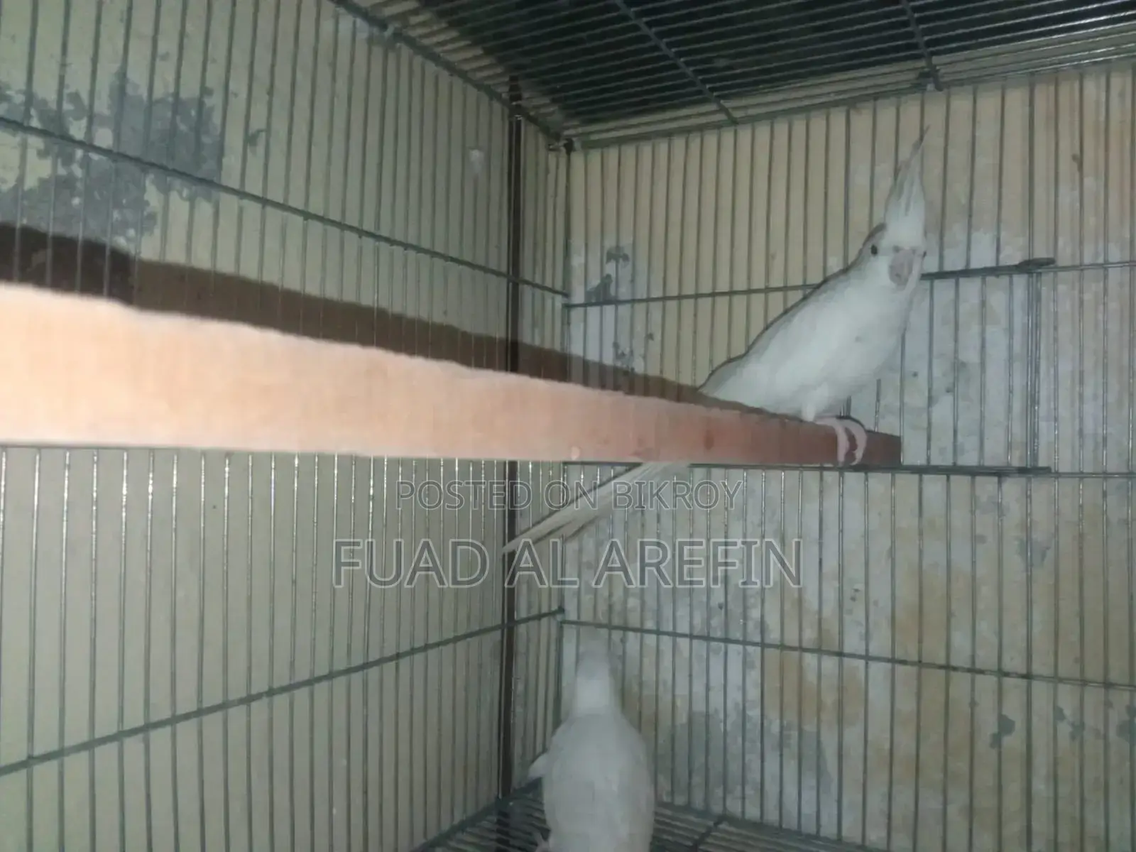 1 Pair Albino Cockatiel (Running)