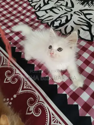 ১-৩ মাসের মাদি খাঁটি পার্সিয়ান