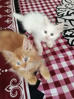 ১-৩ মাসের মাদি খাঁটি পার্সিয়ান