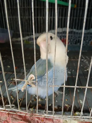 Lovebird Pair