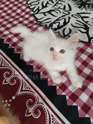1-3 Months Female Purebred Persian