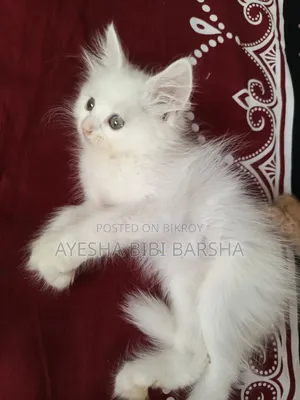 1-3 Months Female Purebred Persian