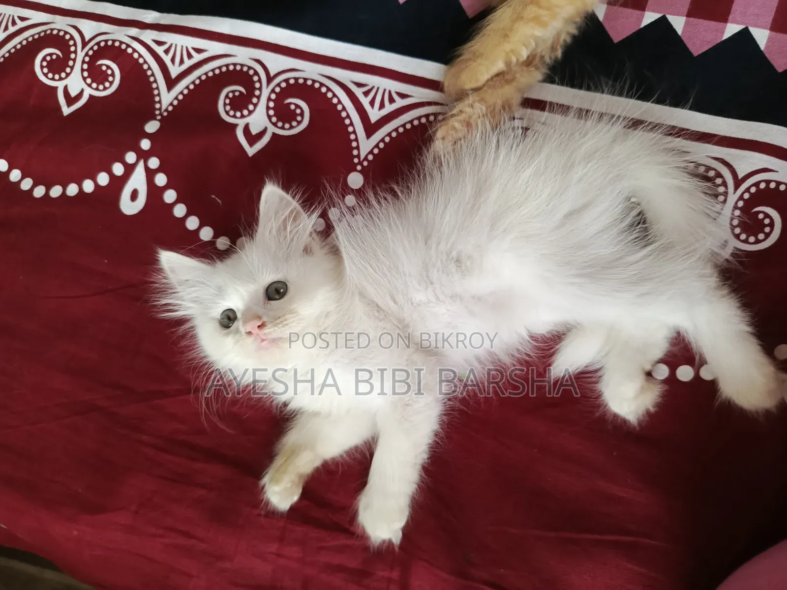 1-3 Months Female Purebred Persian
