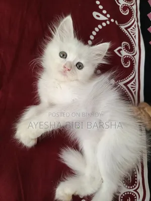 1-3 Months Female Purebred Persian