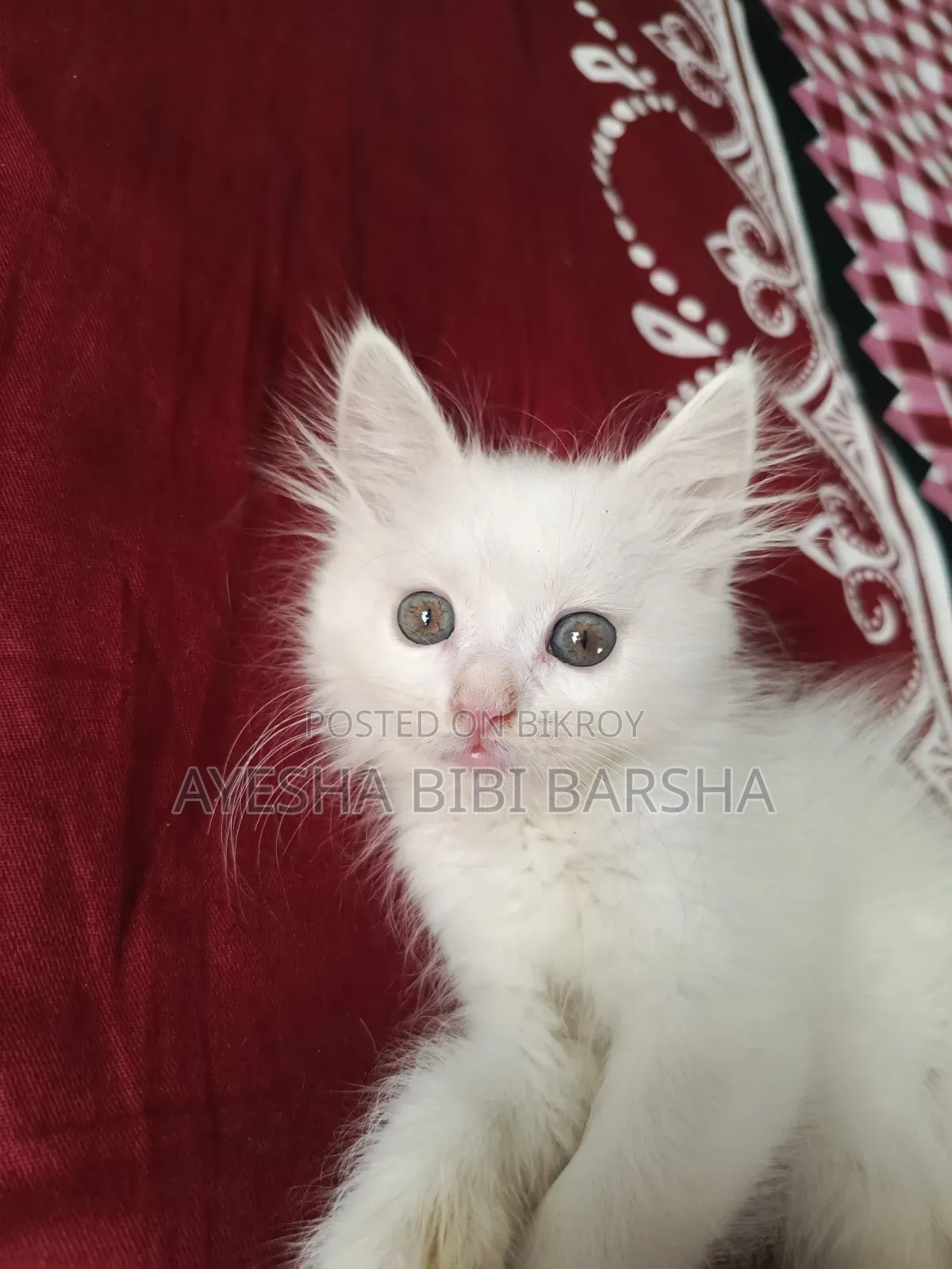 1-3 Months Female Purebred Persian