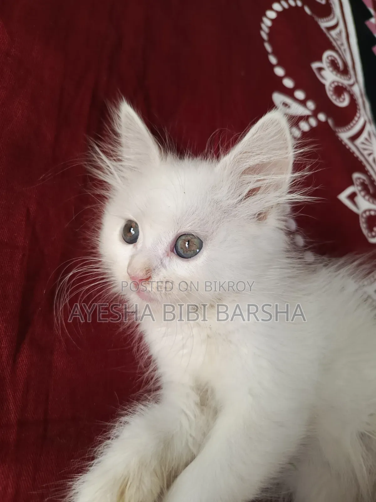 1-3 Months Female Purebred Persian