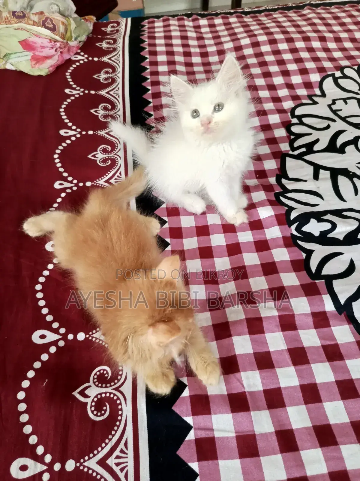 ১-৩ মাস বয়সী ফিমেল পিওরব্রেড পার্সিয়ান