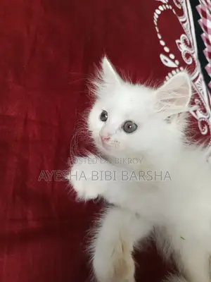 ১-৩ মাস বয়সী পুরুষ খাঁটি পার্সিয়ান