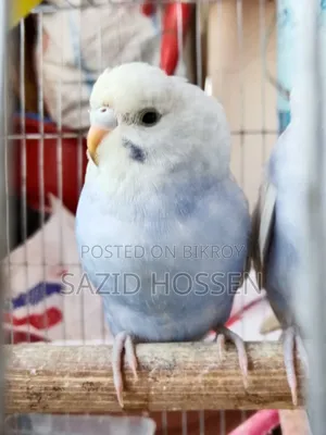 Budgie for Sale