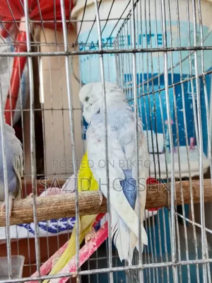 Budgie for Sale