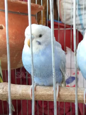 Budgie for Sale