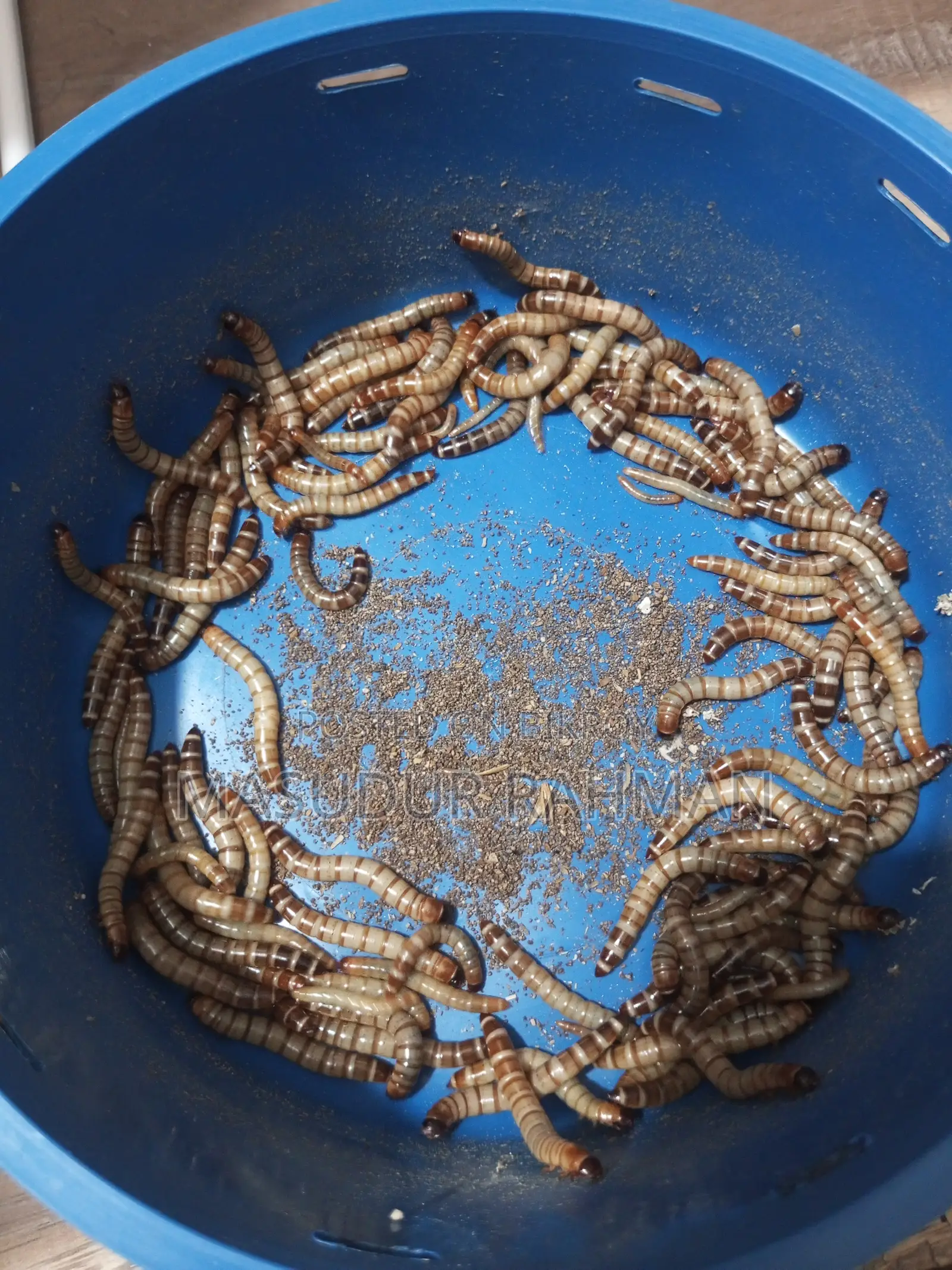 Beetle Larvae