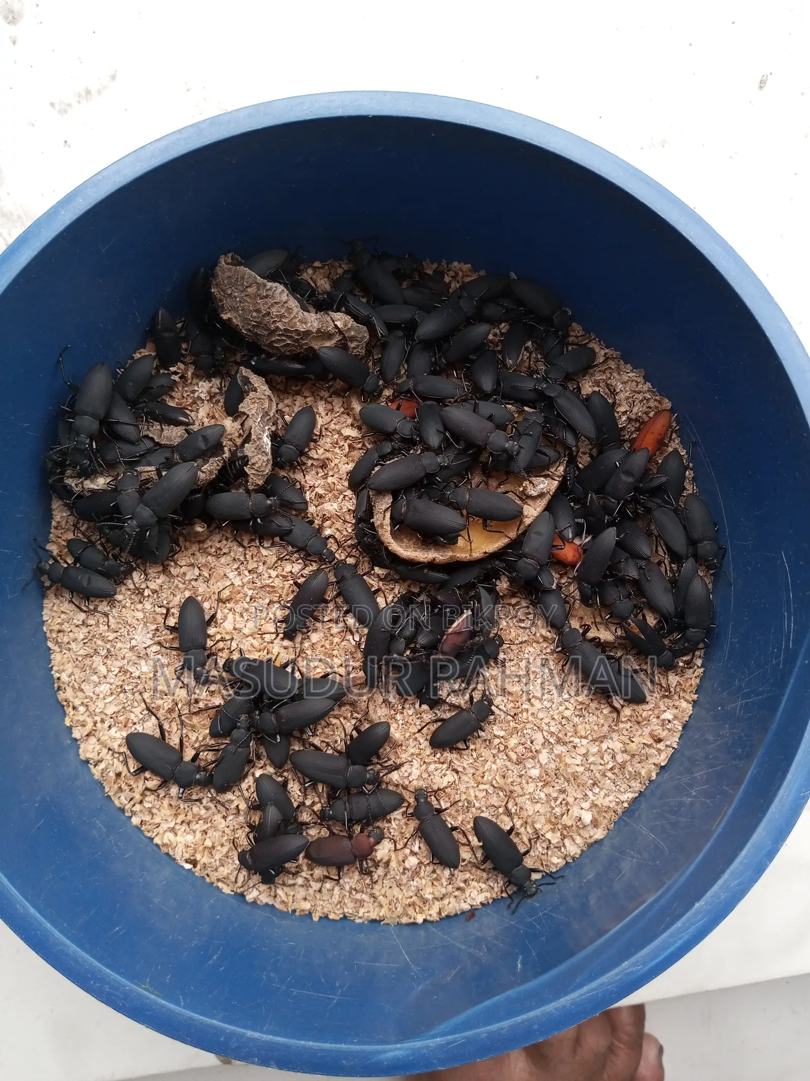 Beetle Larvae