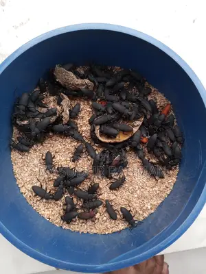 Beetle Larvae