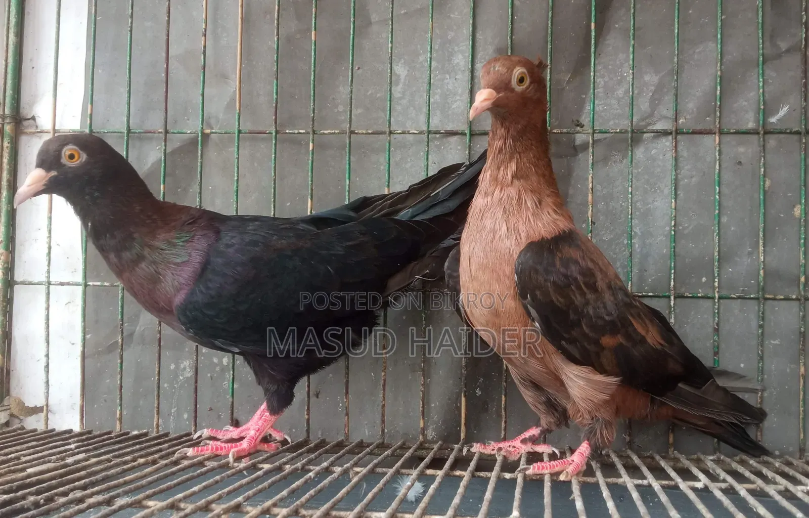 আর্চ এঞ্জেল জোড়া