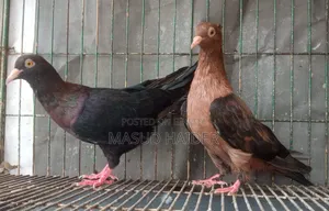 আর্চ এঞ্জেল জোড়া