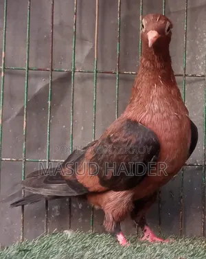 আর্চ এঞ্জেল জোড়া