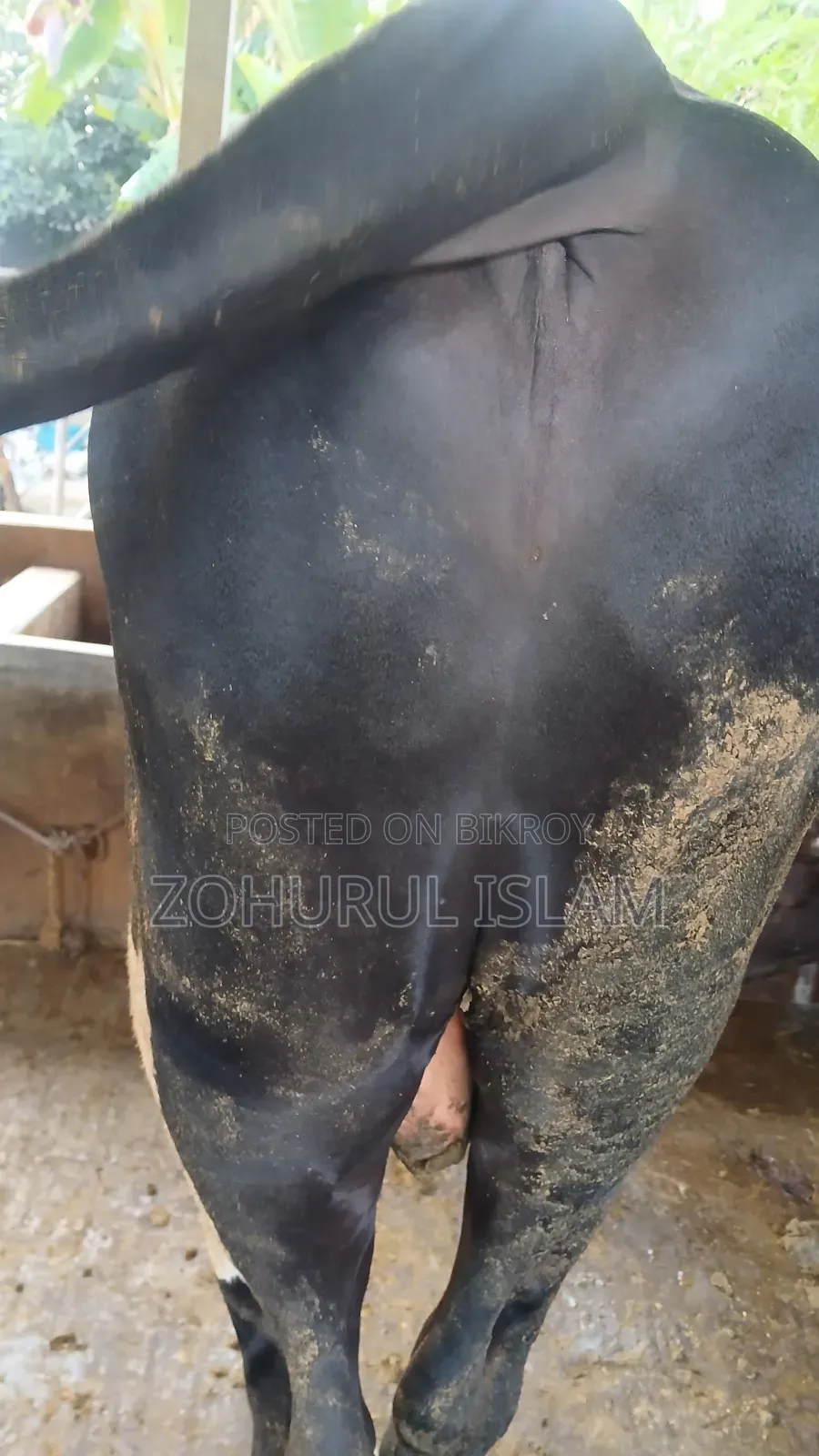 কোরবানির গরু, ৭+ মণ
