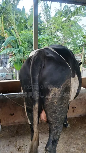 কোরবানির গরু, ৭+ মণ