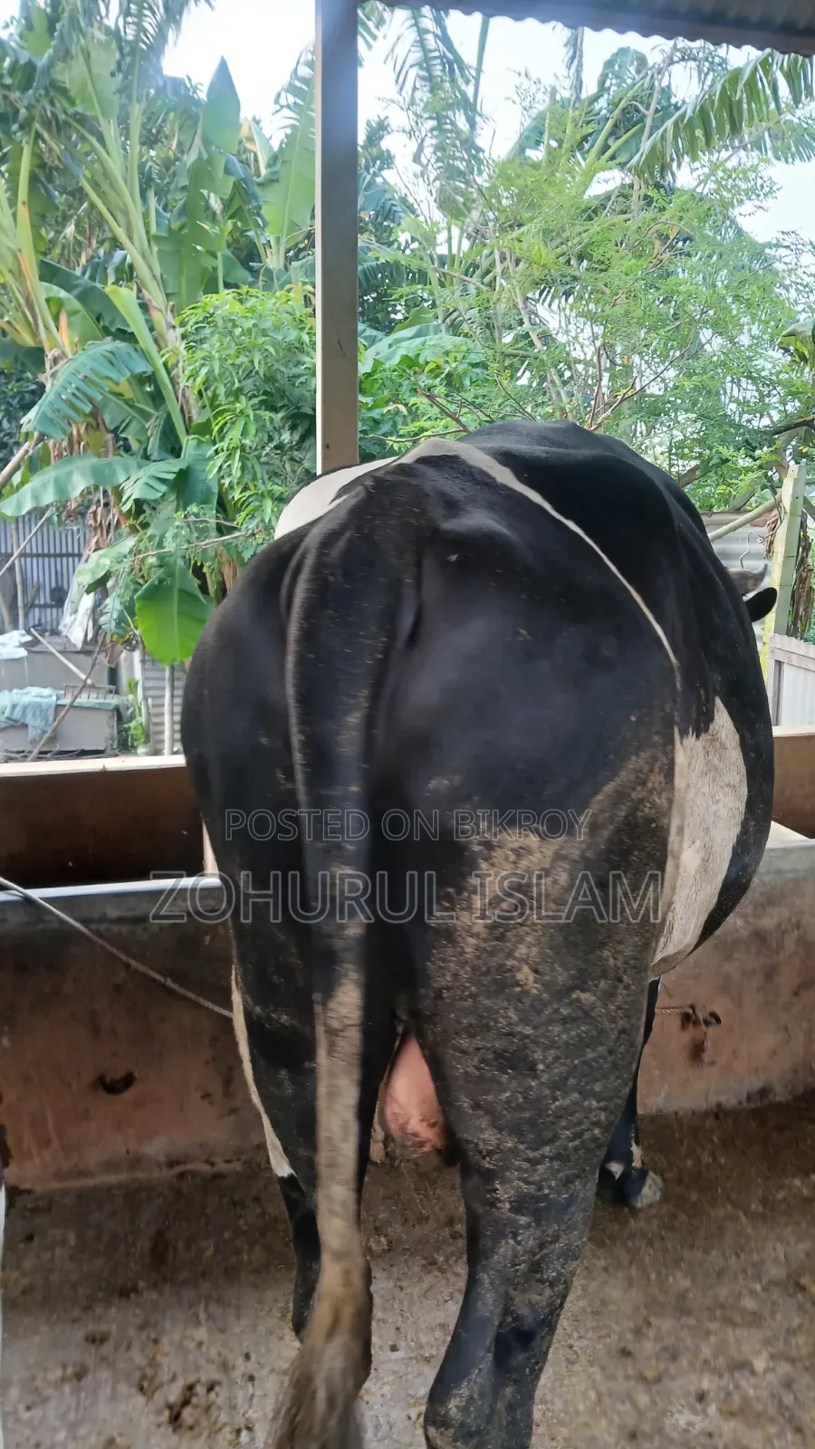 কোরবানির গরু, ৭+ মণ