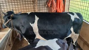 কোরবানির গরু, ৭+ মণ