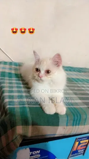 1-3 months Female Purebred Persian