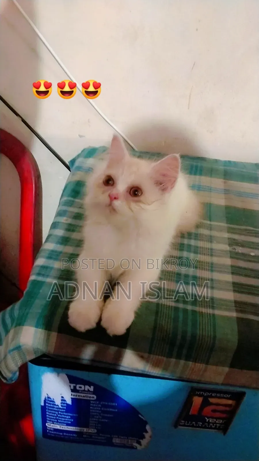 1-3 months Female Purebred Persian