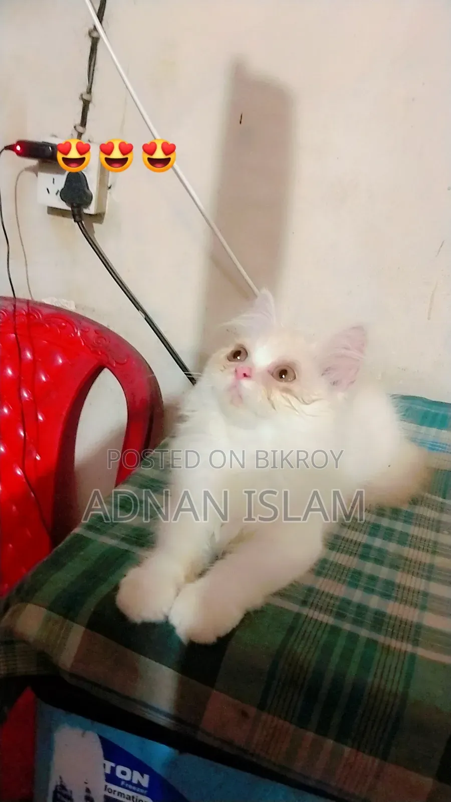 1-3 months Female Purebred Persian