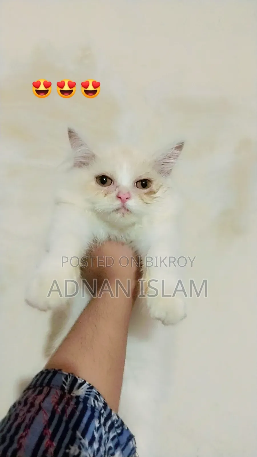 1-3 months Female Purebred Persian