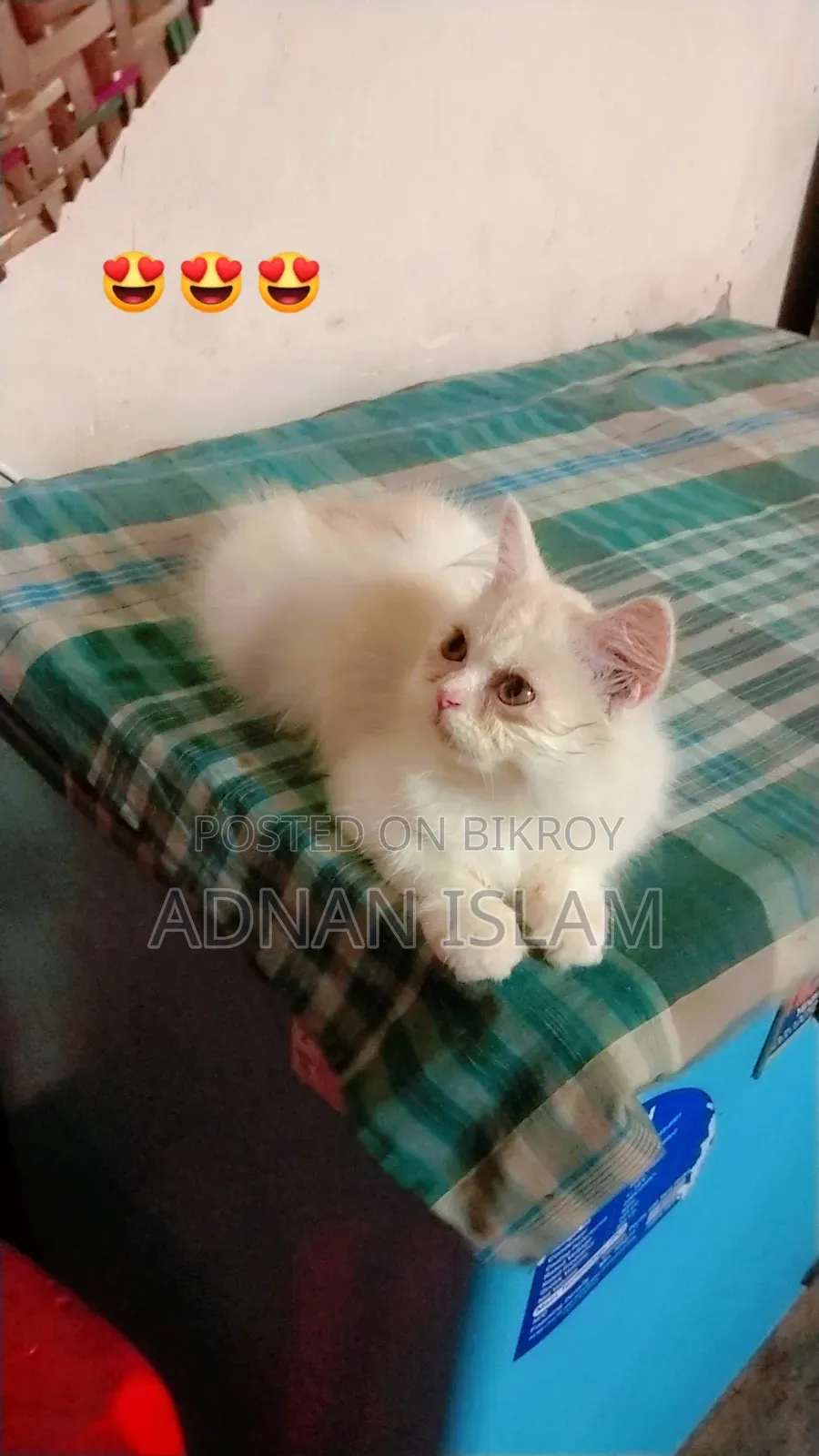 1-3 months Female Purebred Persian