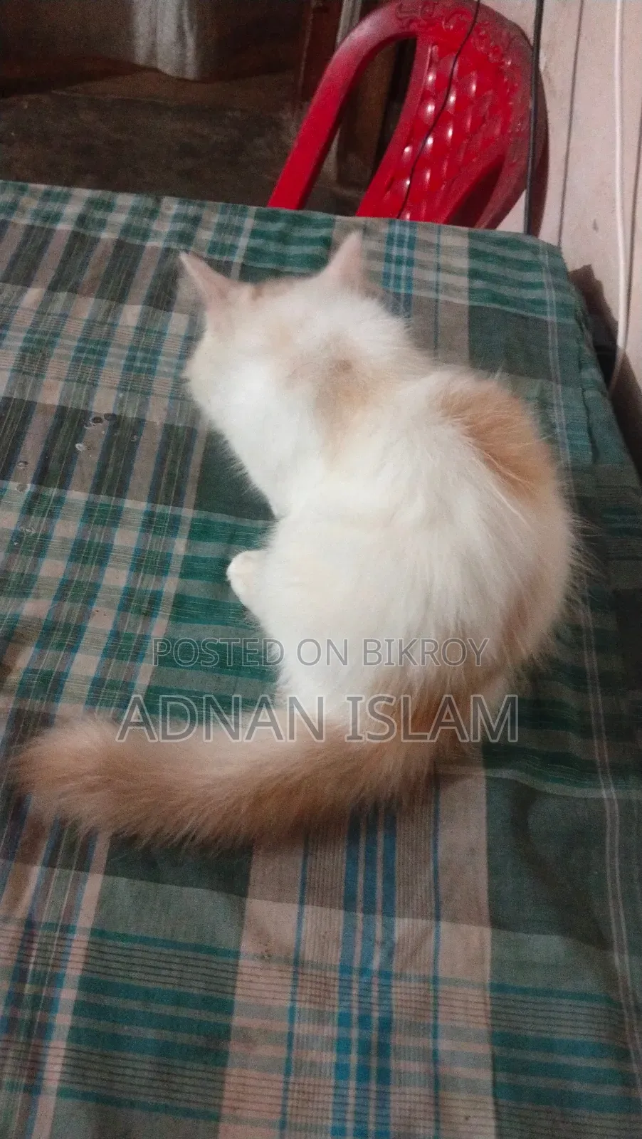 1-3 months Female Purebred Persian