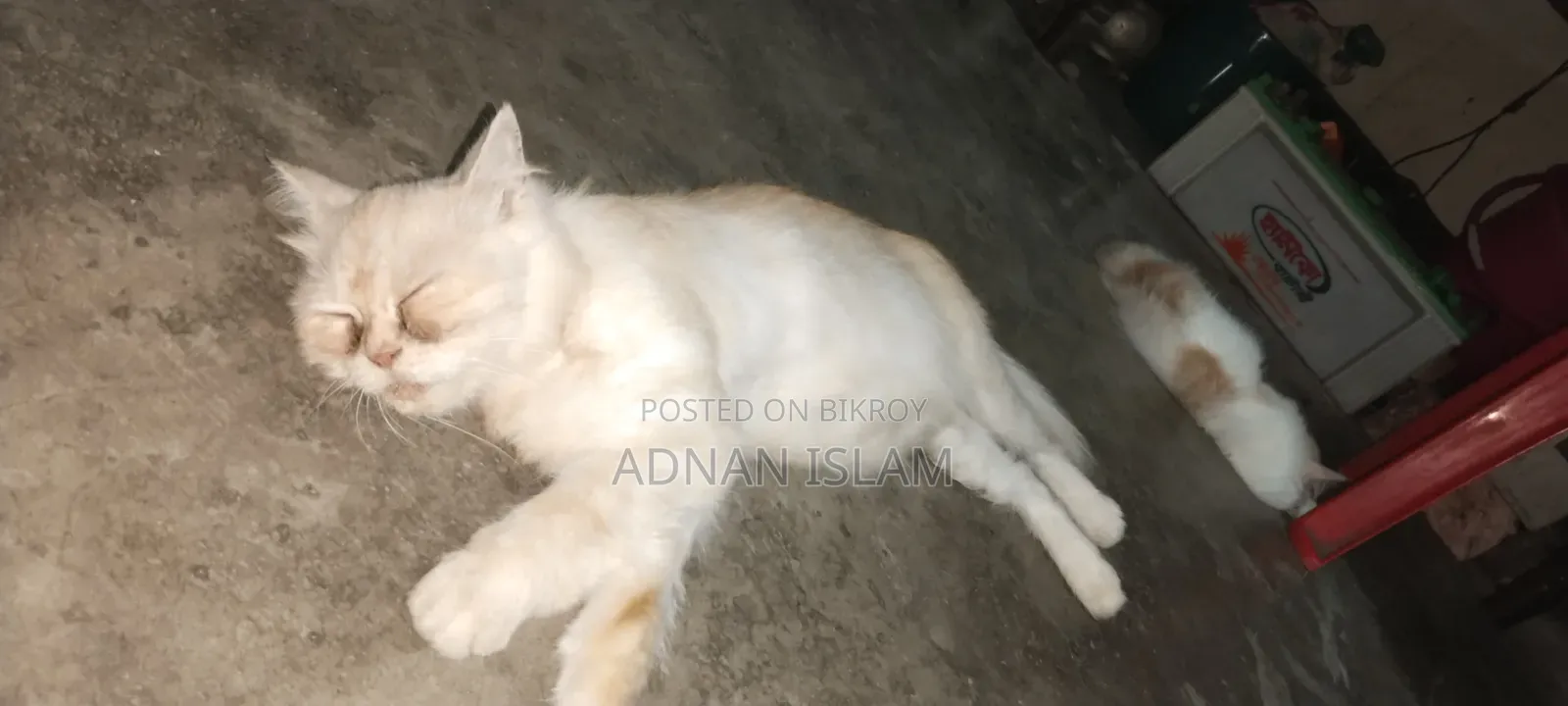 1+ Year Female Purebred Persian