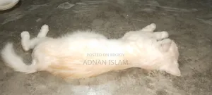 1+ Year Female Purebred Persian