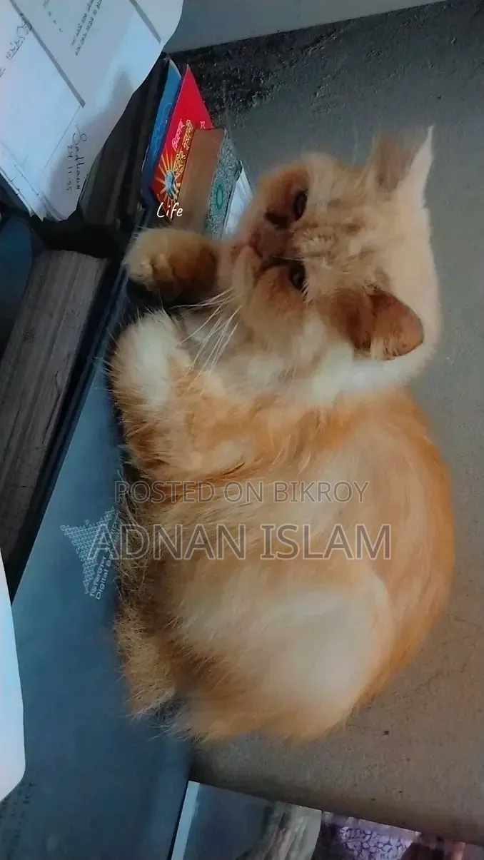 1+ Year Female Purebred Persian