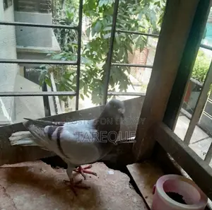 Racer Pigeon