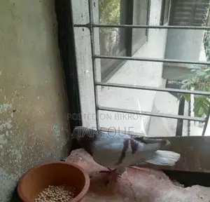 রেসার কবুতর