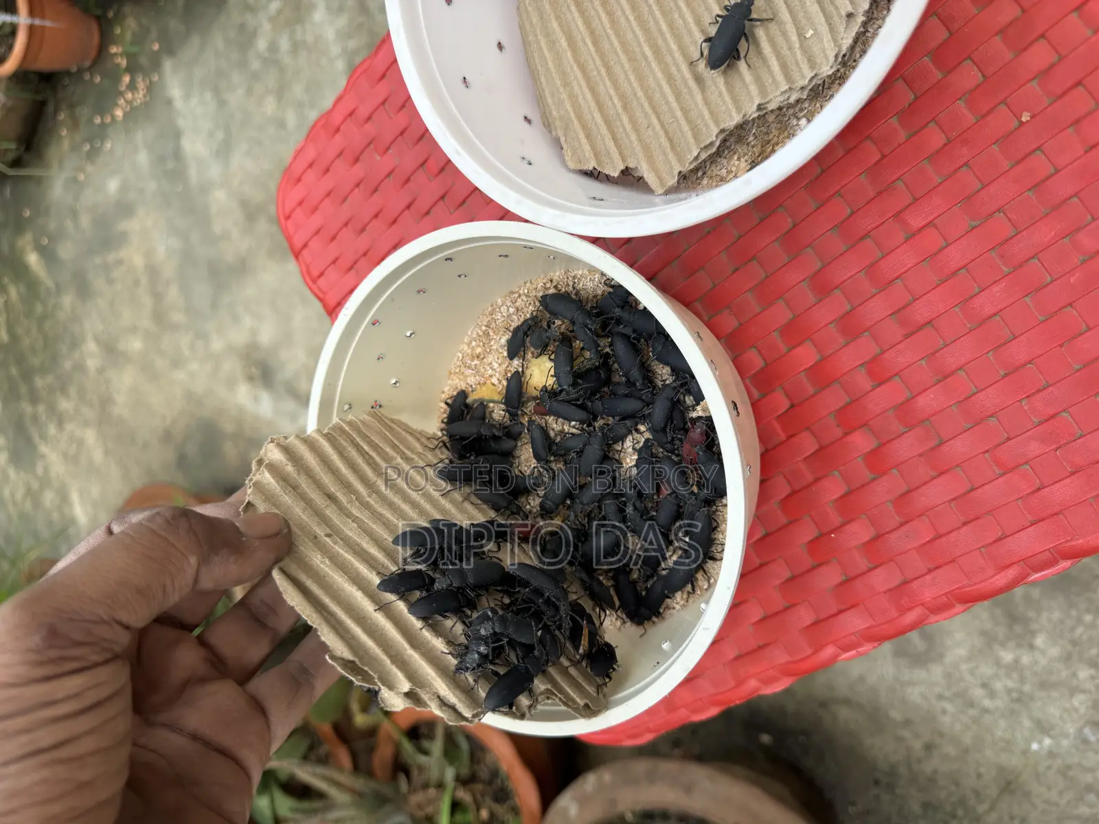 বিটল লার্ভা
