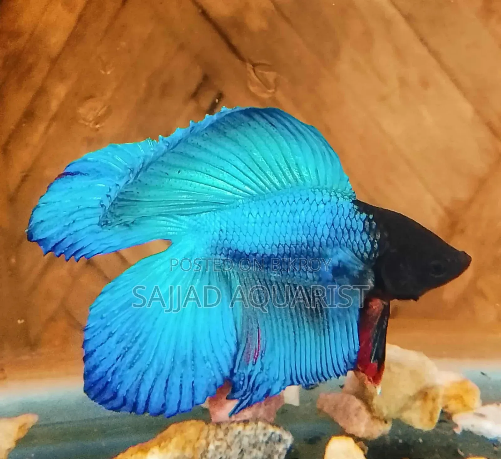 Betta Fish