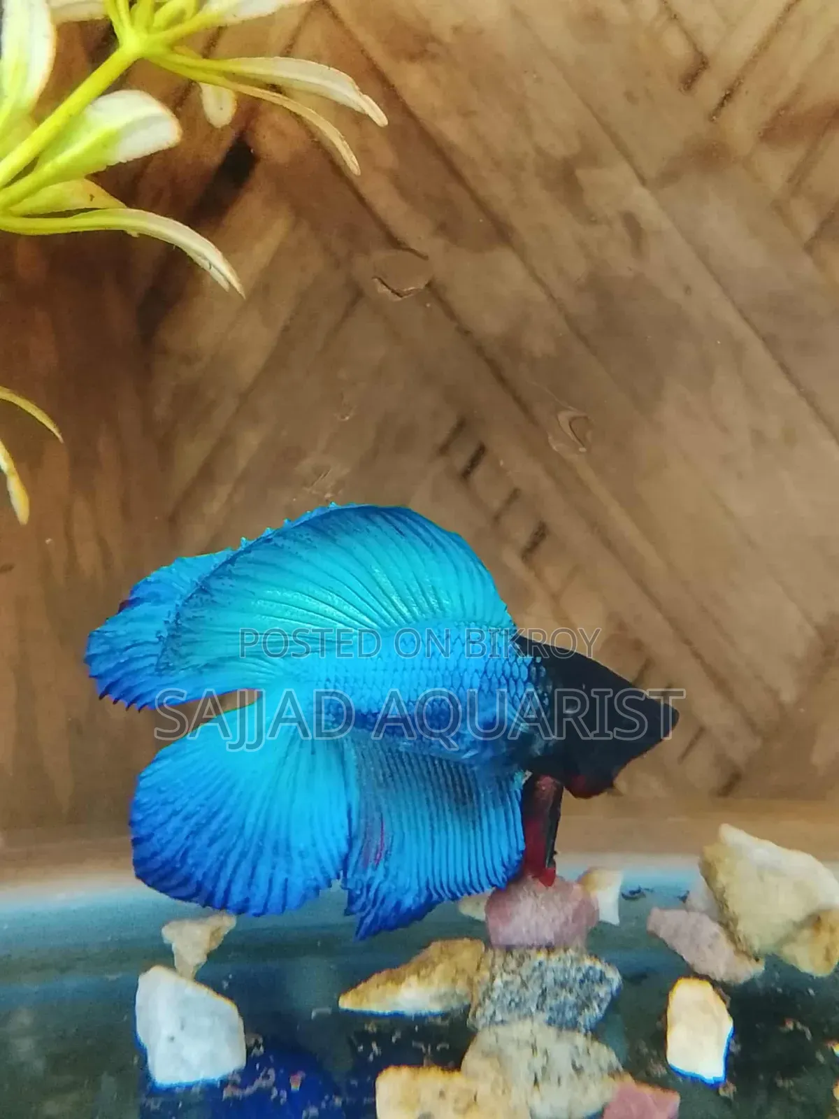 Betta Fish