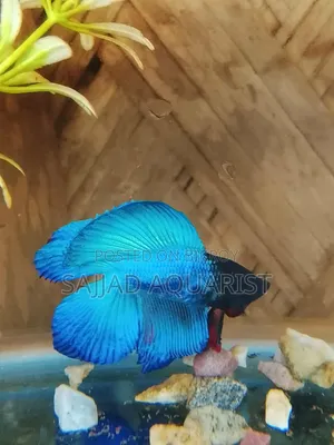 Betta Fish