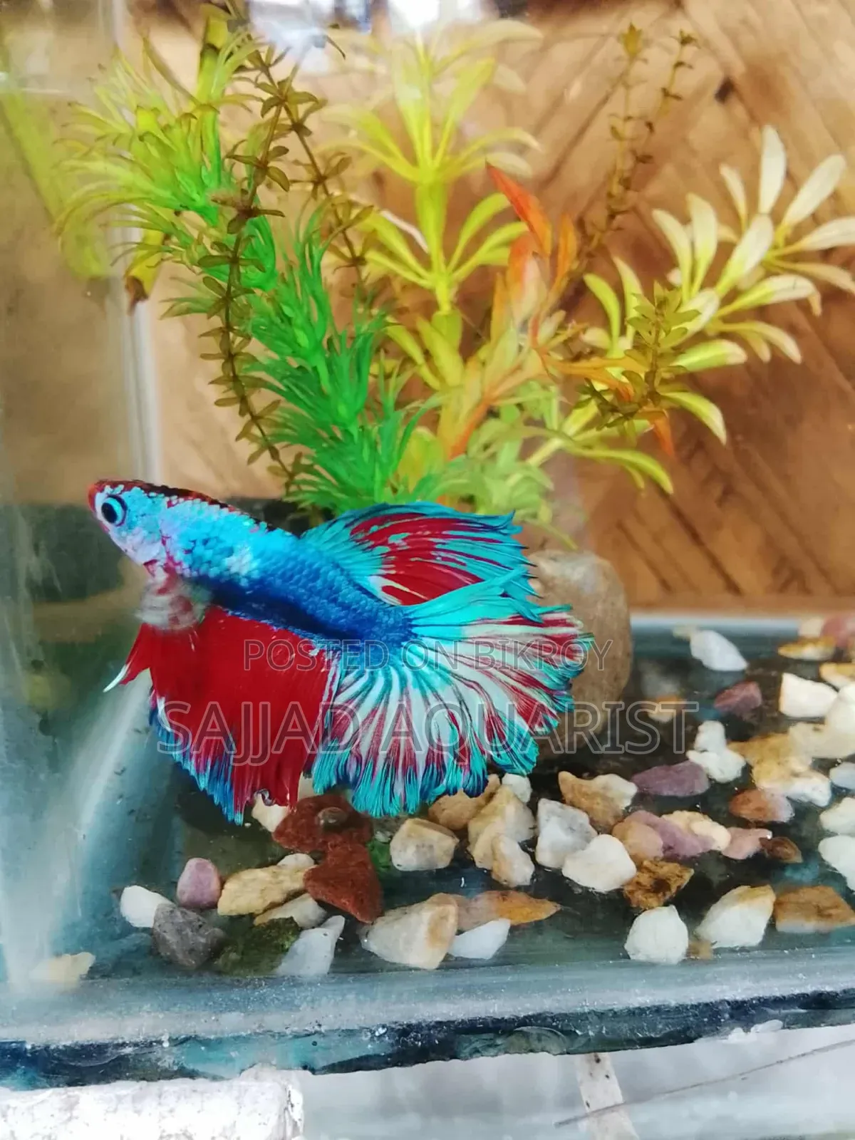 Betta Fish