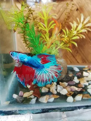 Betta Fish