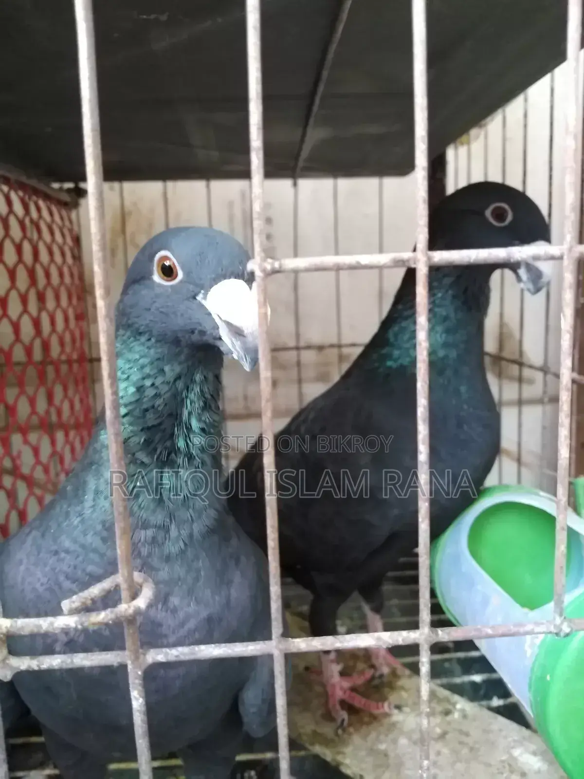 Beauty Homa Pigeons