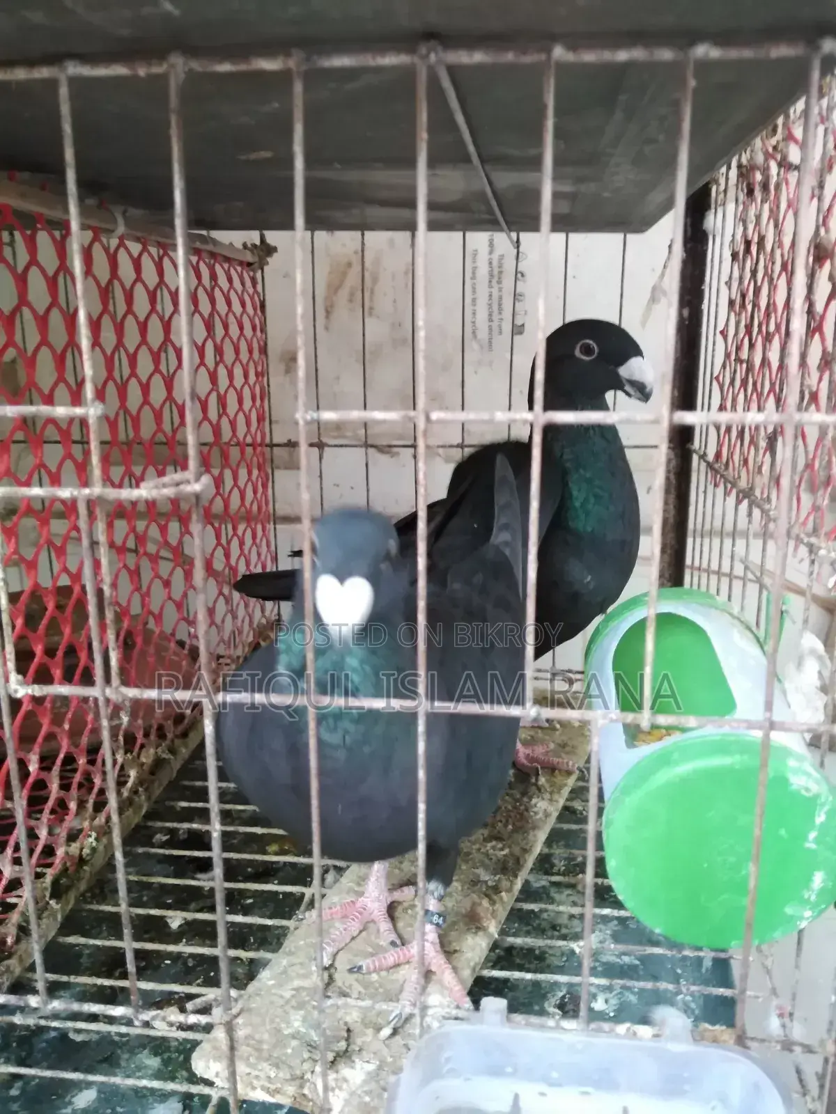 Beauty Homa Pigeons